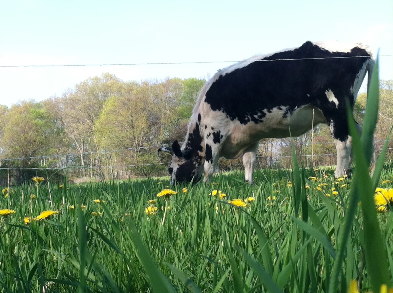 Sophia in the dandelions.JPG