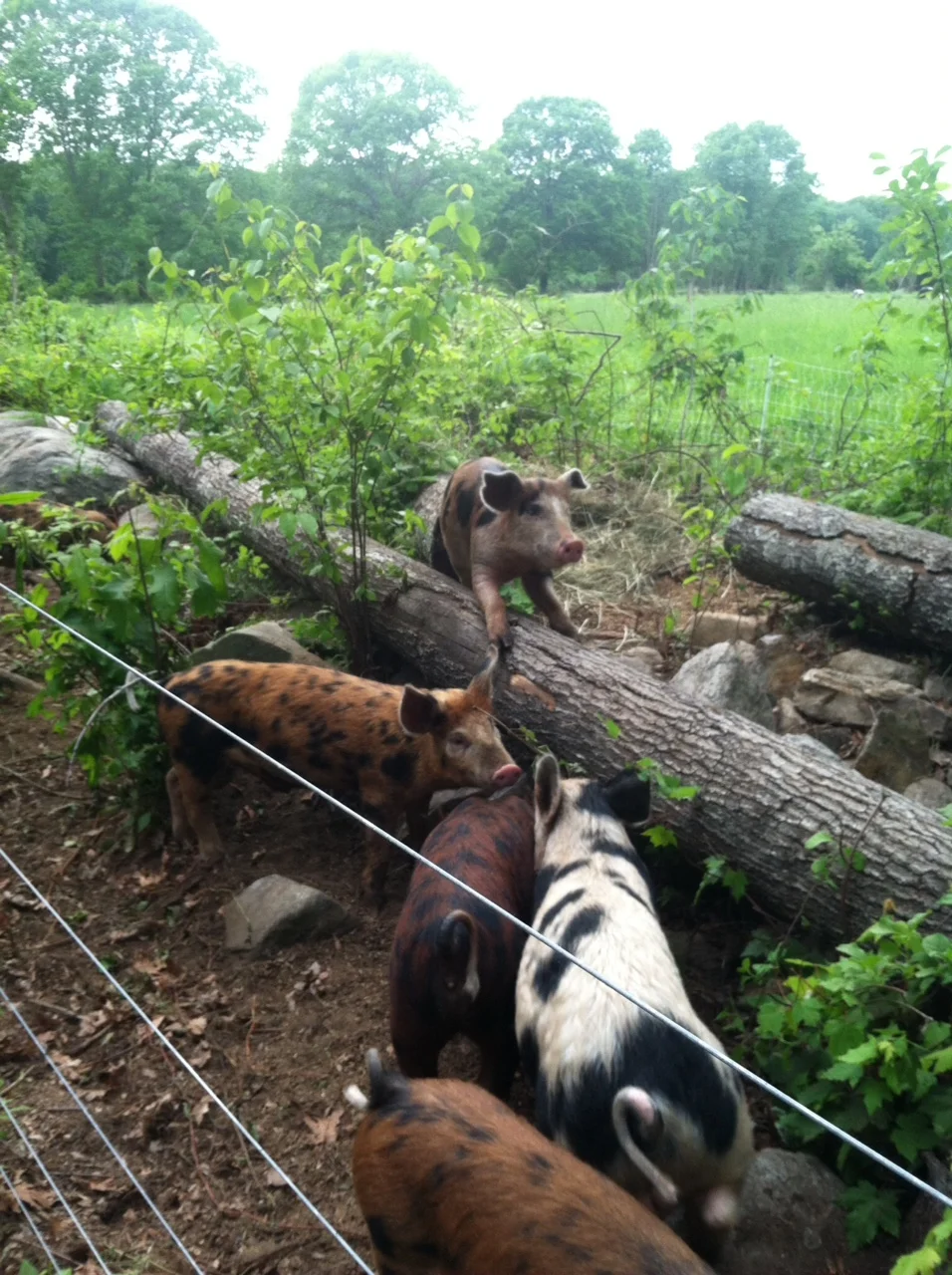 Pigs in Hedgerow.JPG