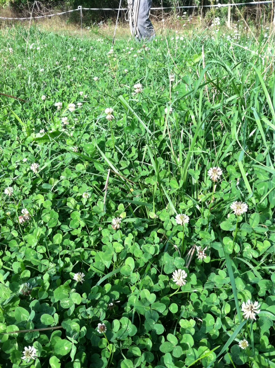 Clover with fence.JPG