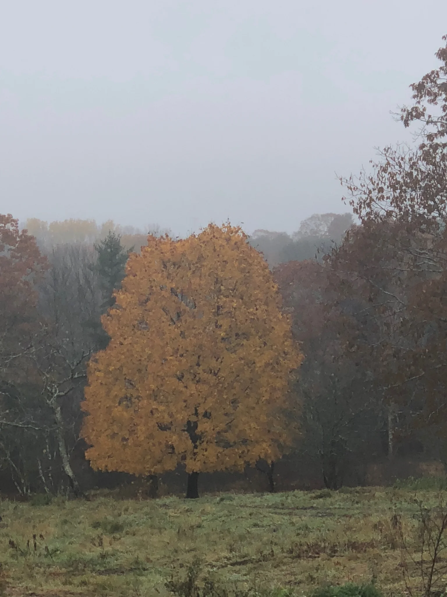 Autumn Color at Broad Arrow Farm