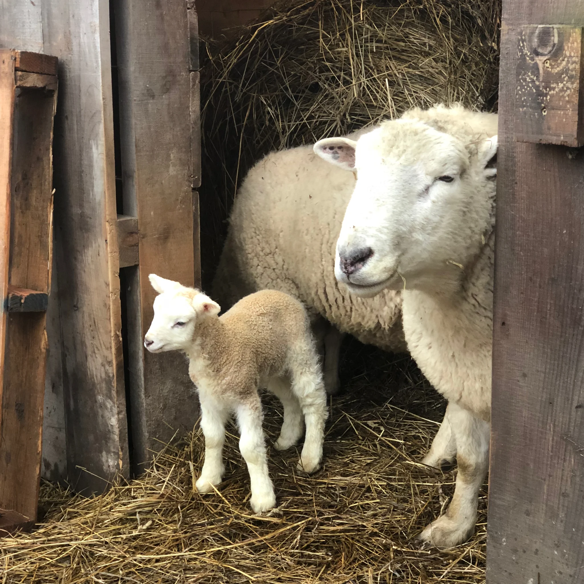 Broad Arrow Farm Ram and Lamb