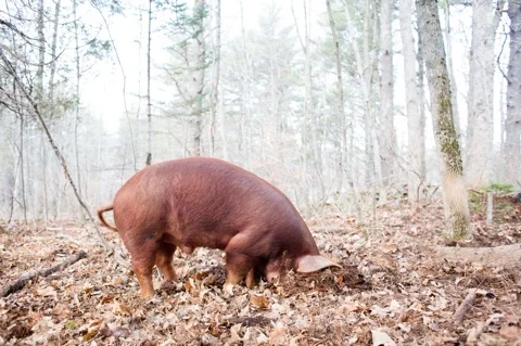 The rooting pig is the basis for our logo: It represents our commitment to raising animals in a natural setting, using best practices for their health, for the soil, and for consumers.