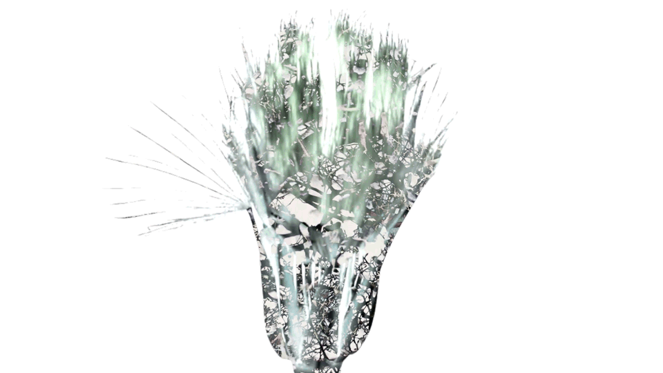 EX 02.gif
