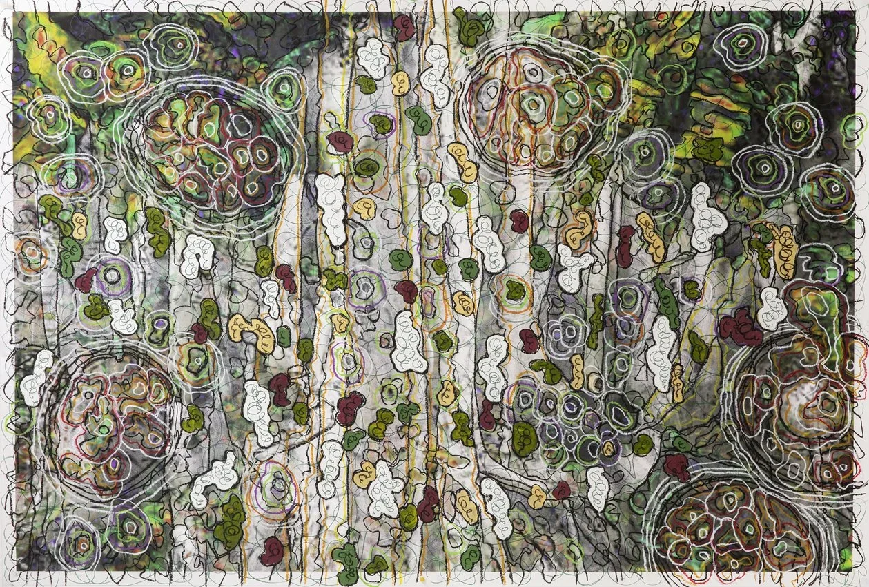 BIOMES DRAWINGS 2020-2024