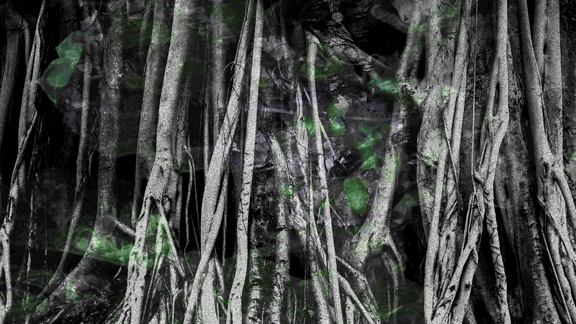 MEIOSIS MOVING IMAGES