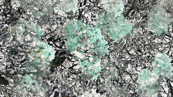 MITOSIS MOVING IMAGES