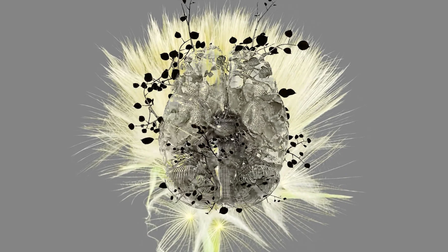 PHYTOBIOSOMES VIDEOS