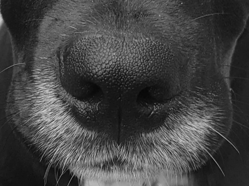 We sniff out problems Before They Exist Learn More