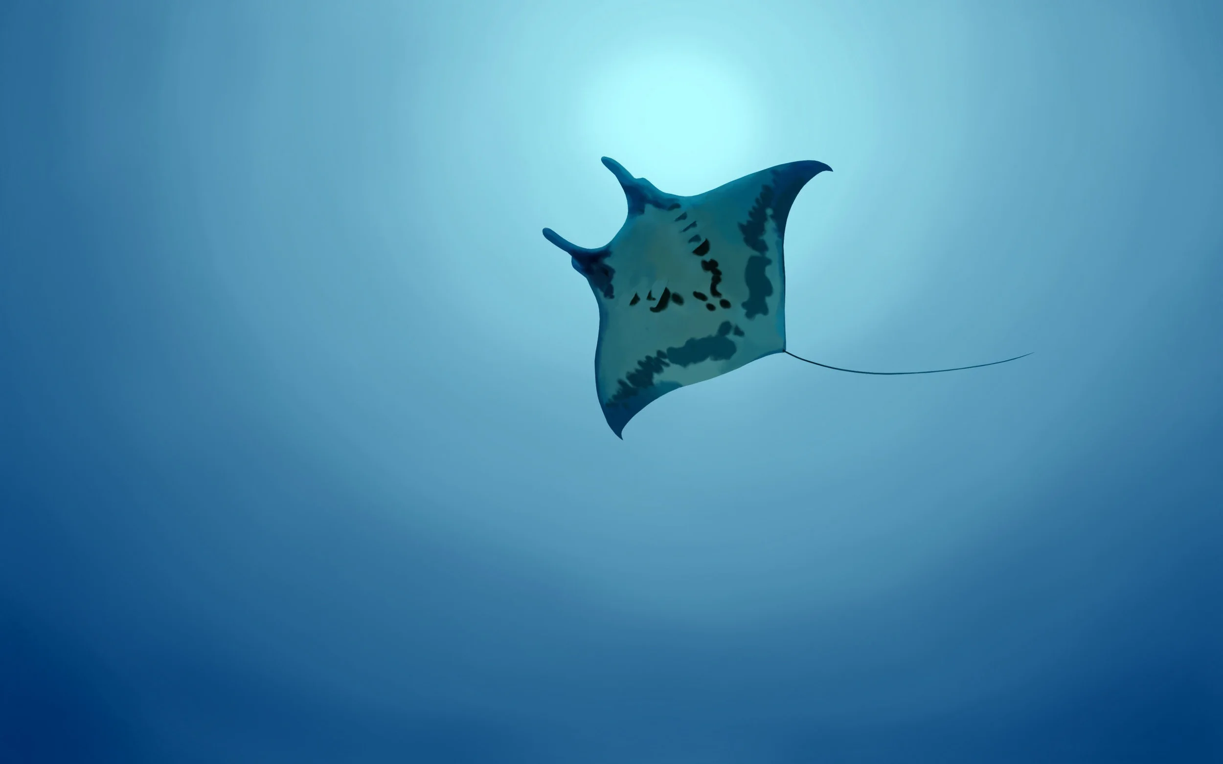 Manta.jpg
