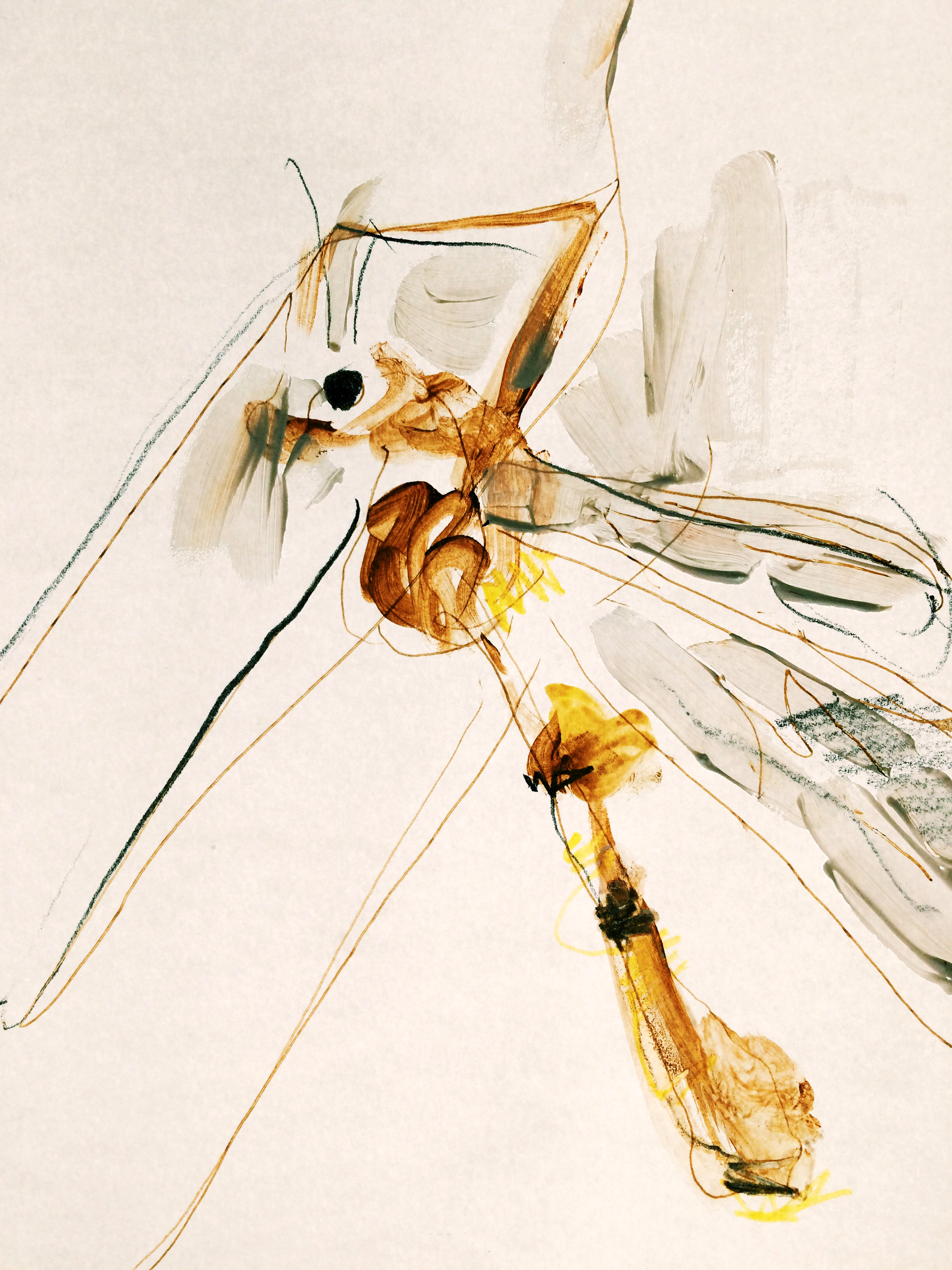 fly.png