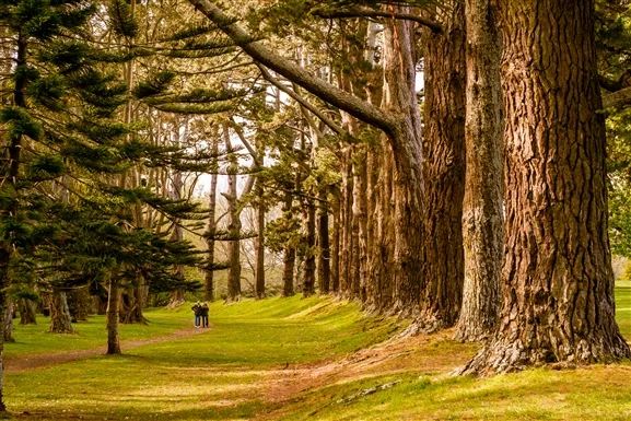cornwall_park_auckland.jpg