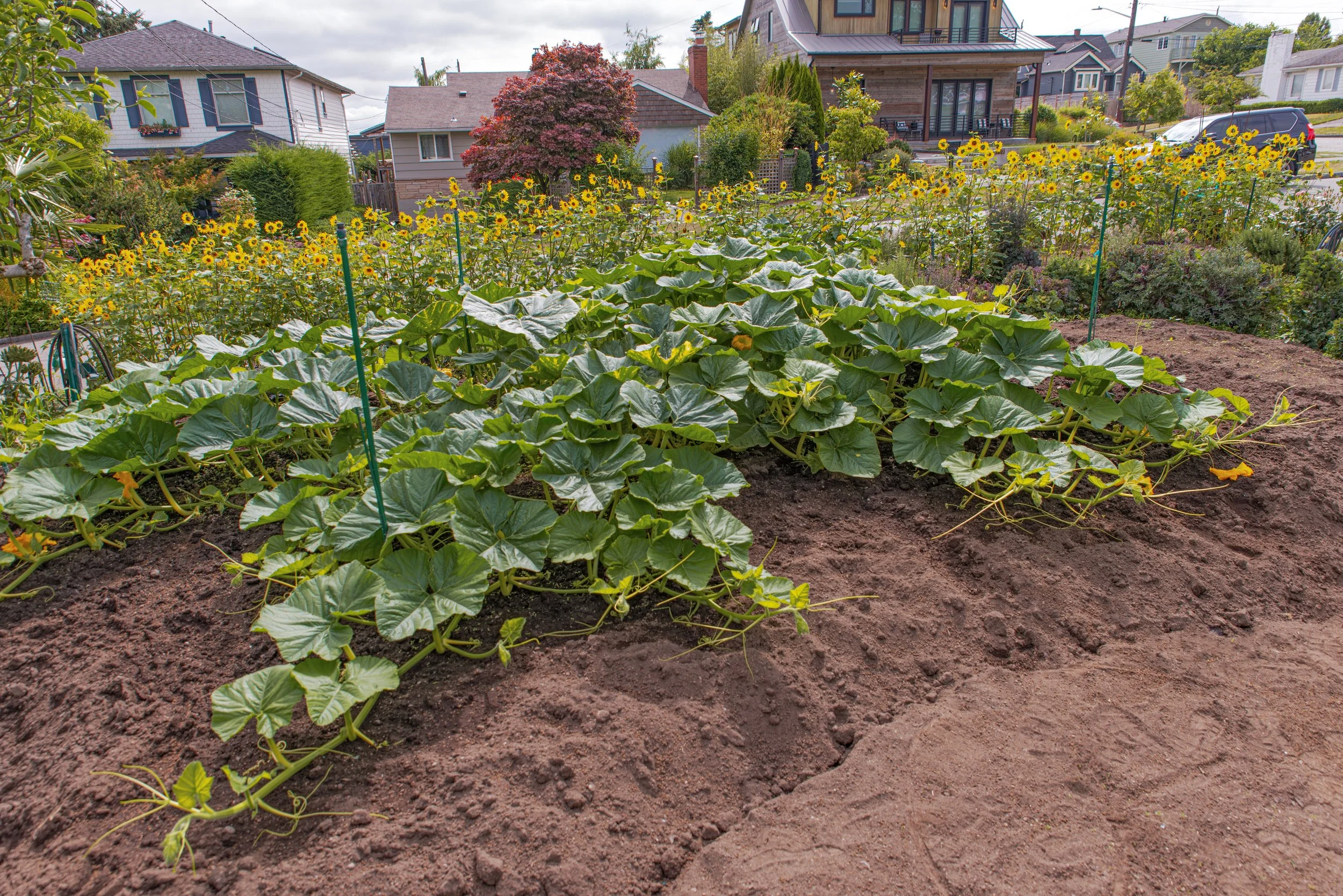 Magnolia Pumpkin Patch 7-16-19