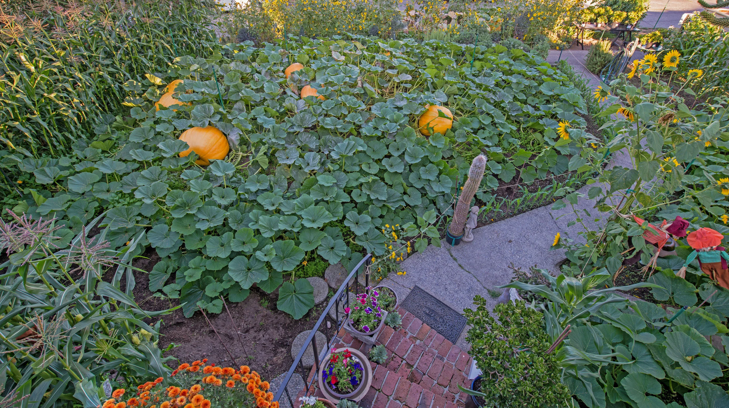 Magnolia Pumpkin Patch August 28th, 2019