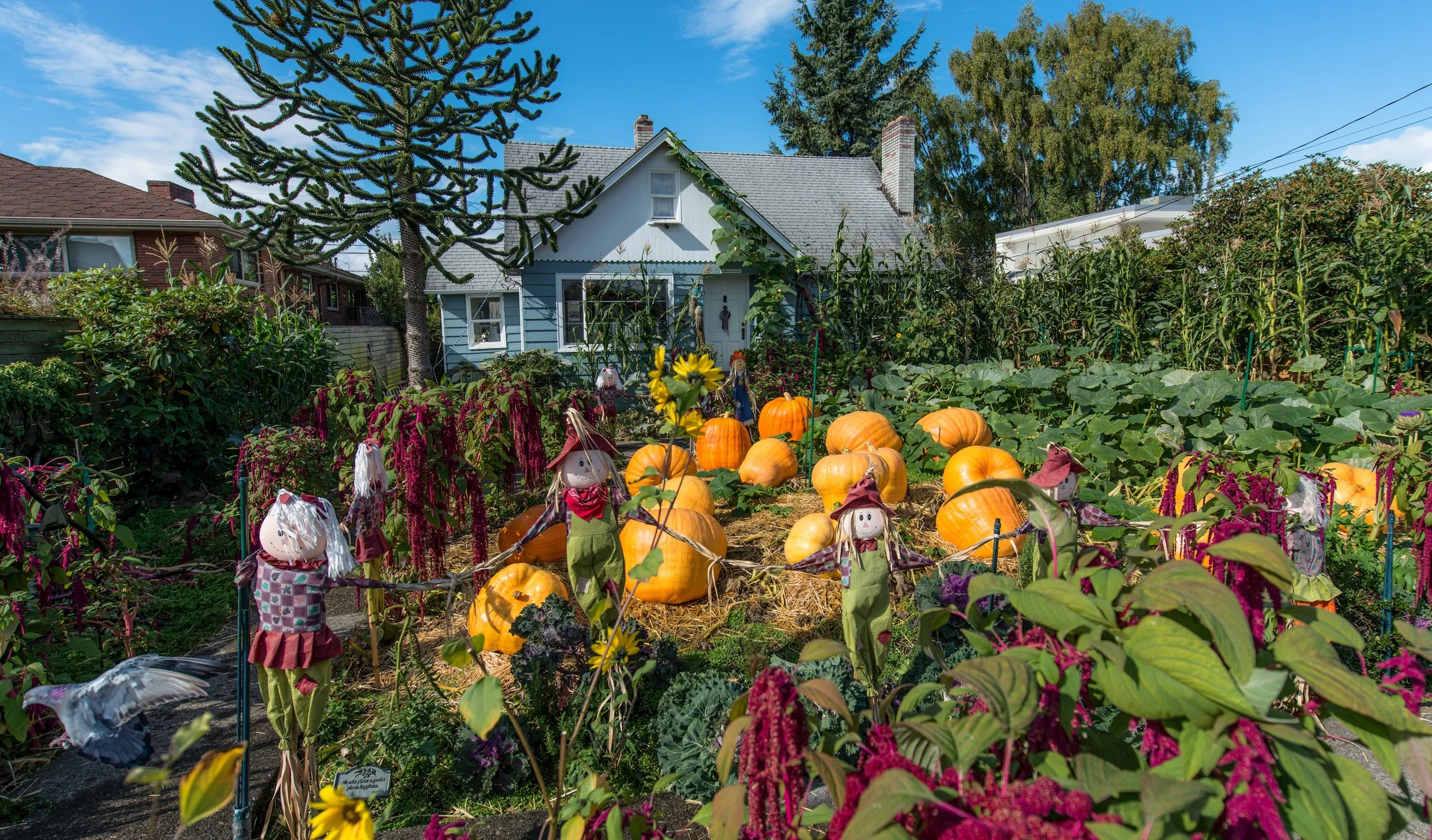 Magnolia Pumpkin Patch September 30th 2017