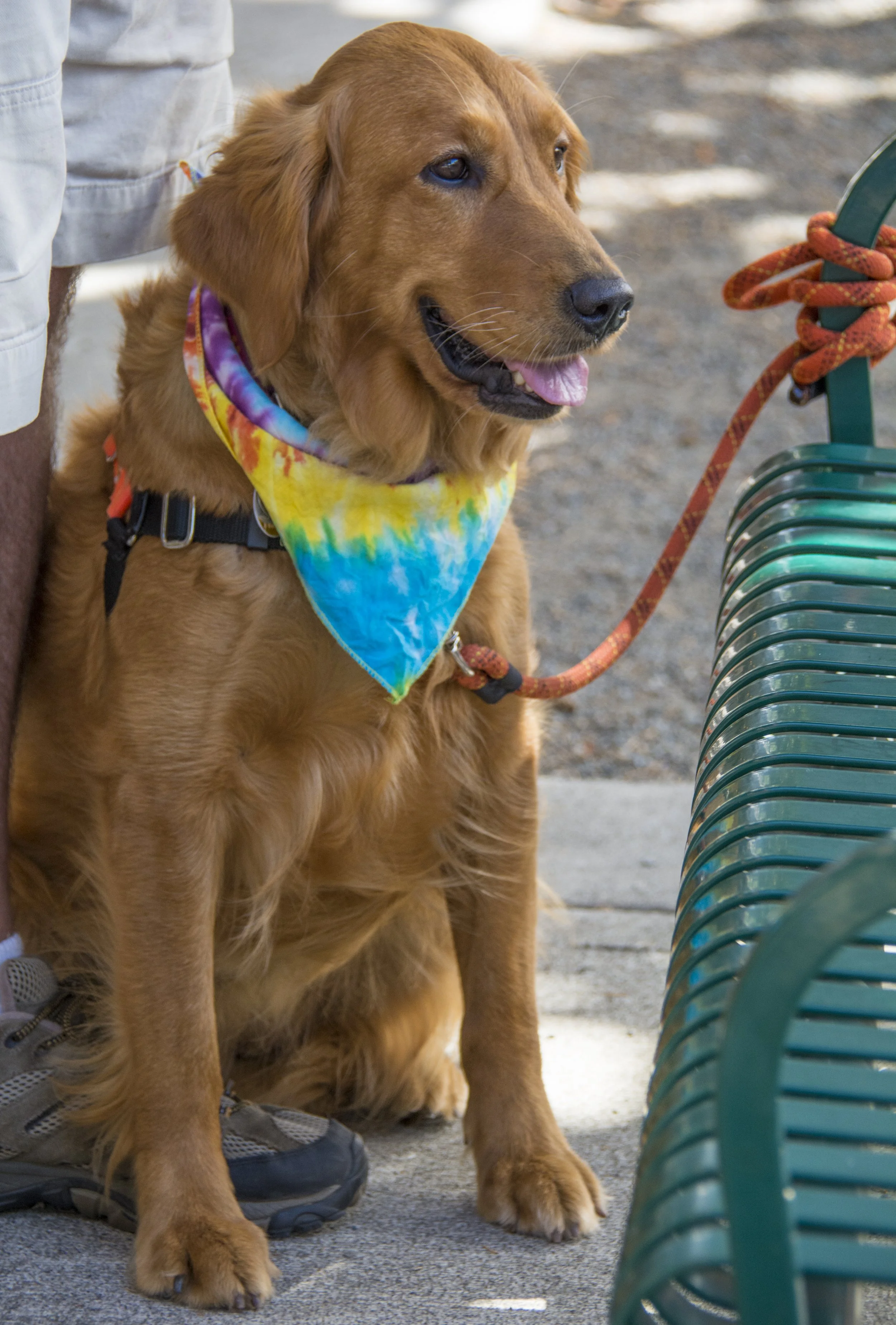 Tie-dye with matching leash.jpg