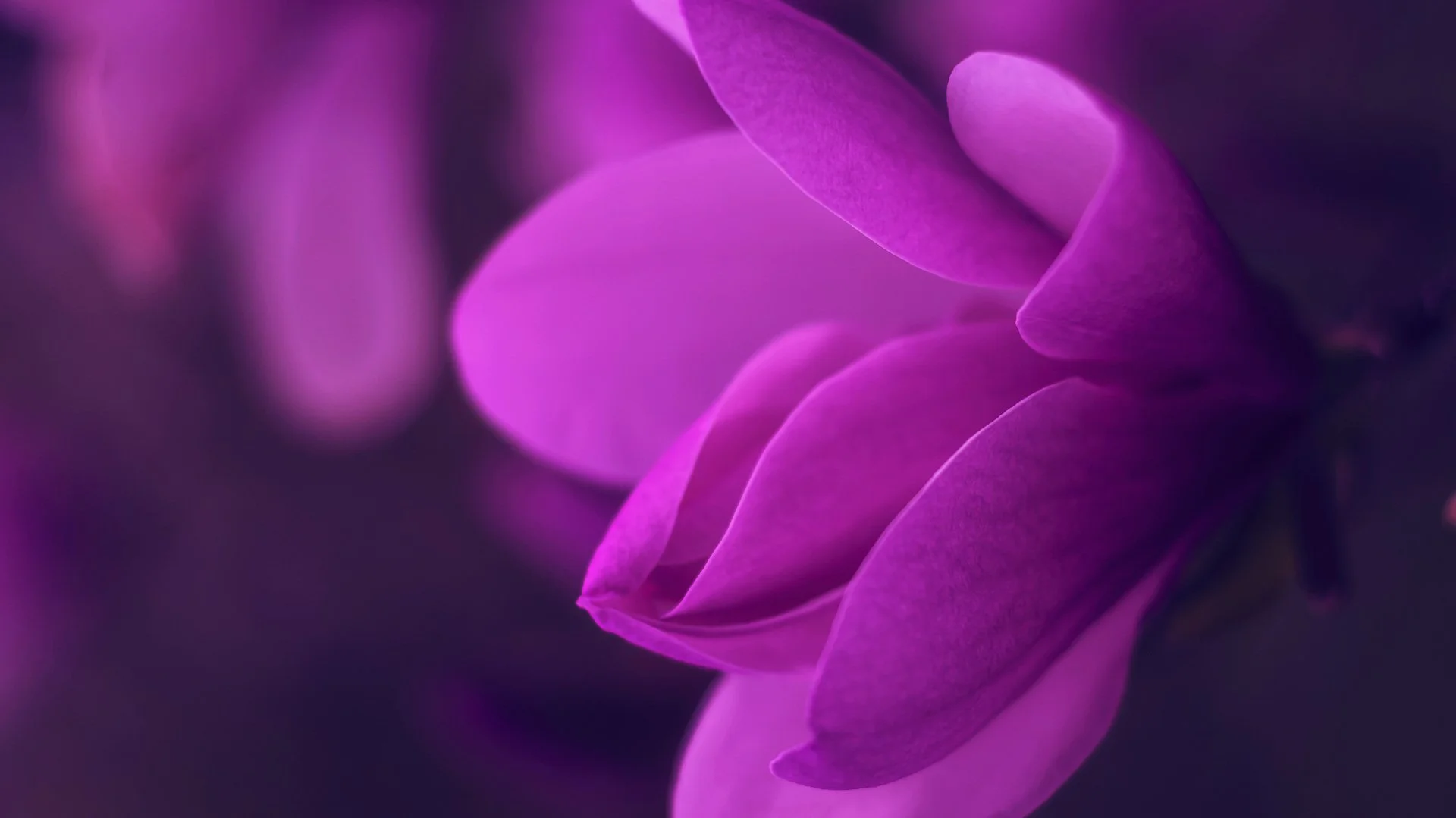 Image+Background+Purple+Minimal+Phone+Wallpaper%281%29.jpg