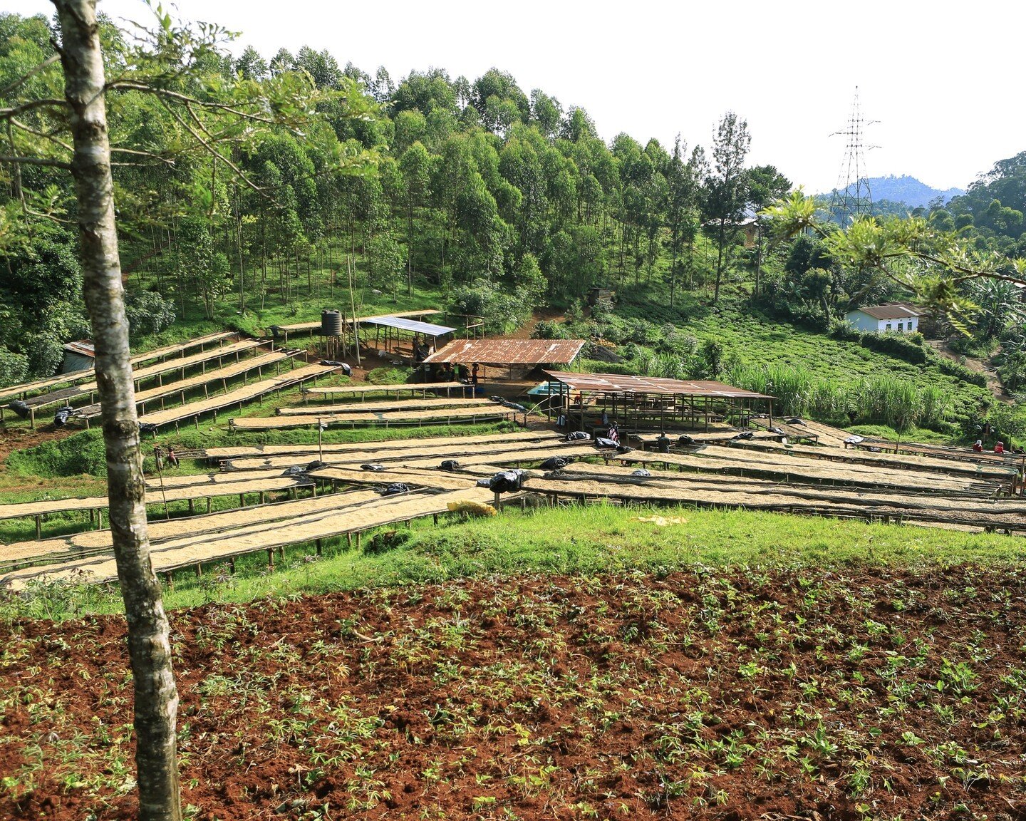 We just roasted the last of our lot from this year's harvest from the Kobakanya cooperative in Rwanda. We'll have it again next year&mdash;Emmanuel and his team are already hard at work&mdash;but in the meantime, stay tuned for a summer of amazing ne