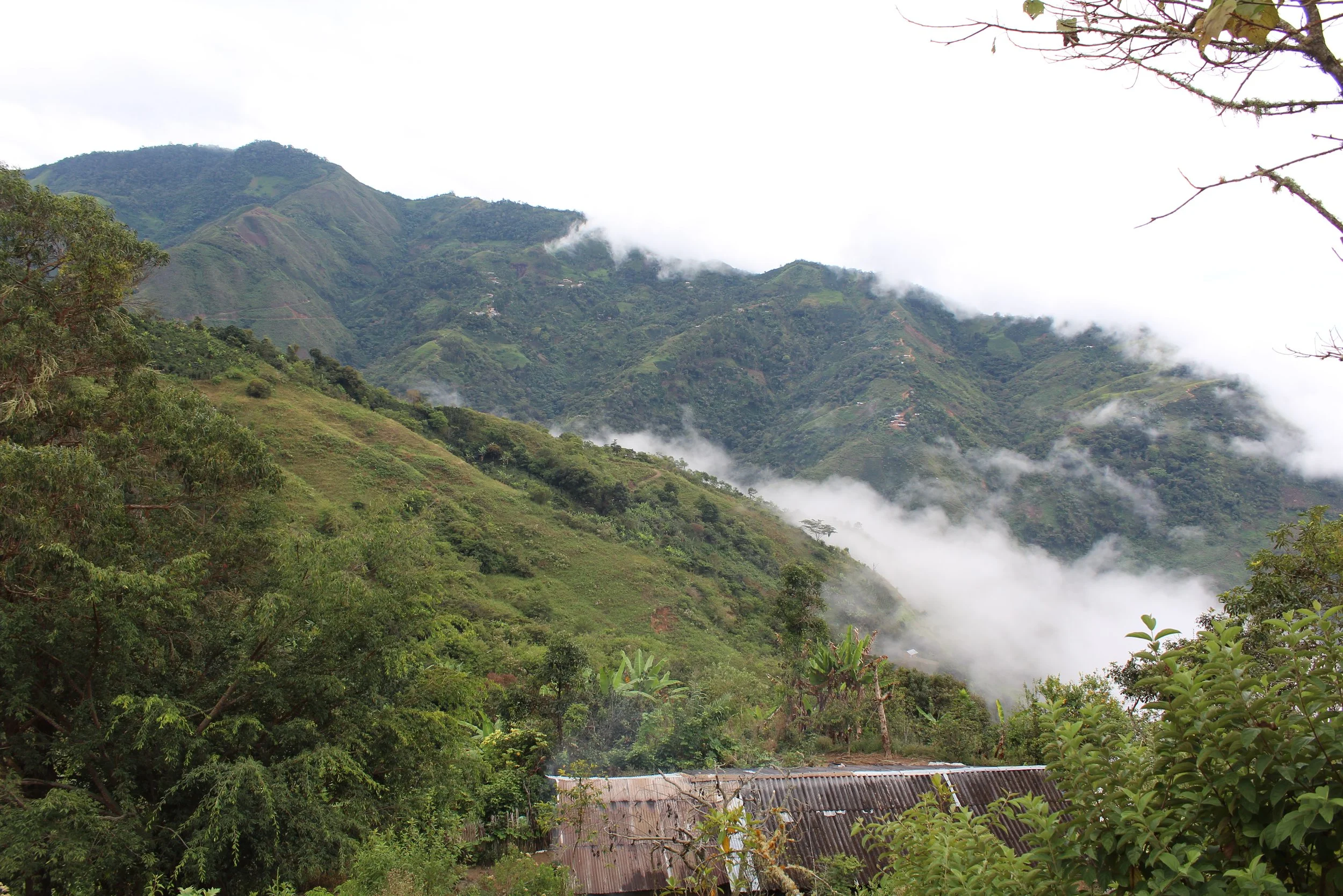 2_ Puno Red Fox.JPG.jpg