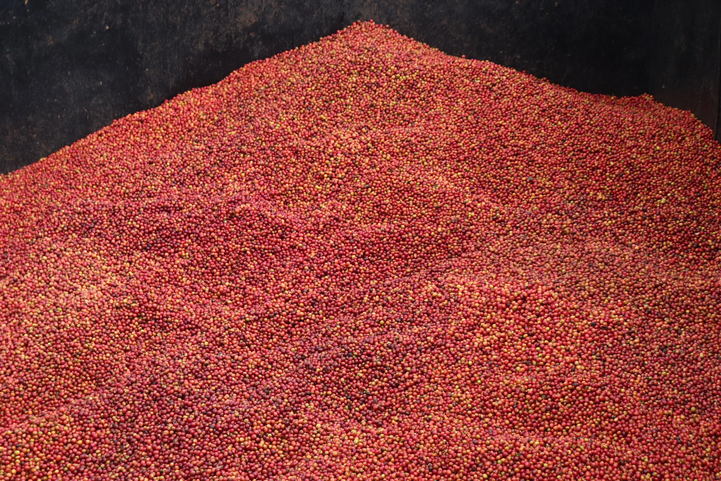 Red cherries.JPG.jpg