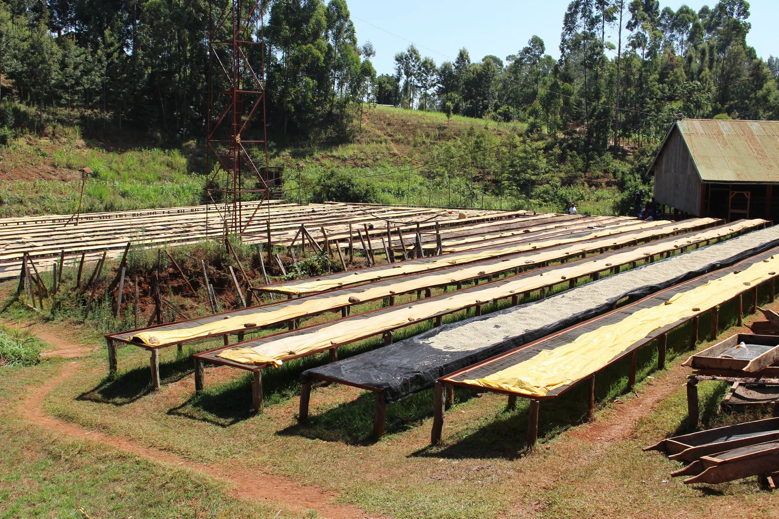 Gachatha Factory Drying tables 18.1.2018.JPG.jpg