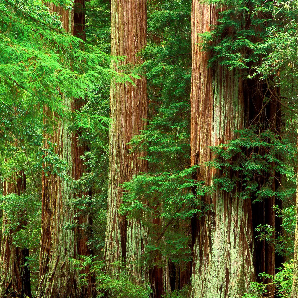 Redwoods_picSQ.png
