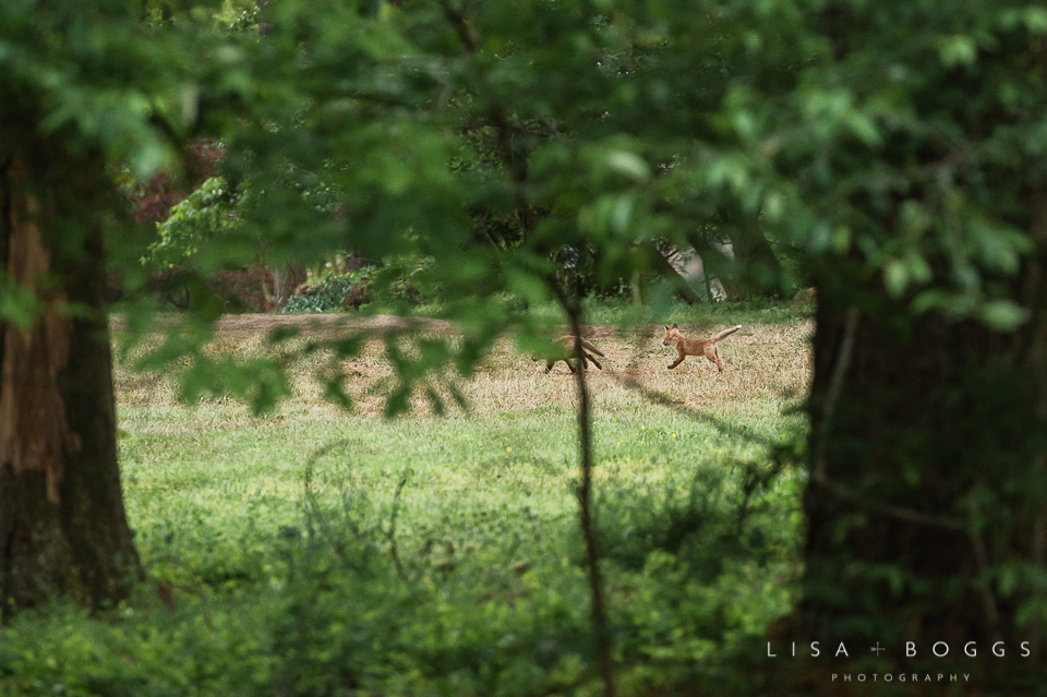 baby_foxes_fox_kits_lisa_boggs_photography_03.jpg