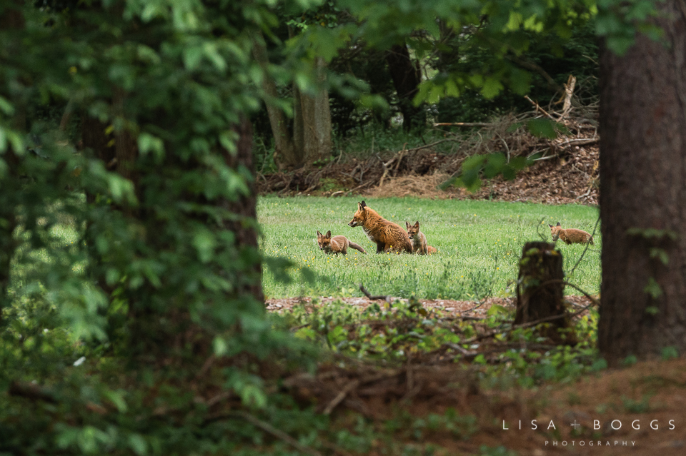 baby_foxes_fox_kits_lisa_boggs_photography_06.jpg