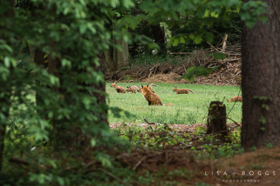 baby_foxes_fox_kits_lisa_boggs_photography_07.jpg