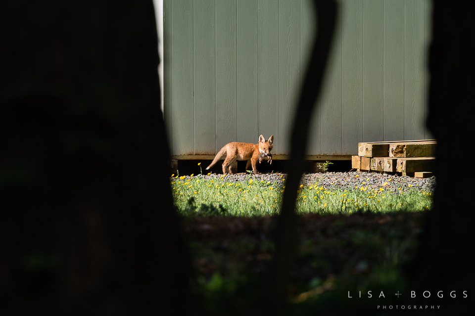 baby_foxes_fox_kits_lisa_boggs_photography_10.jpg