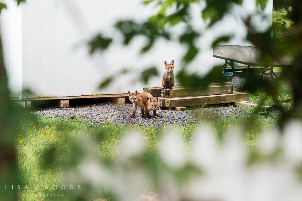 baby_foxes_fox_kits_lisa_boggs_photography_11.jpg