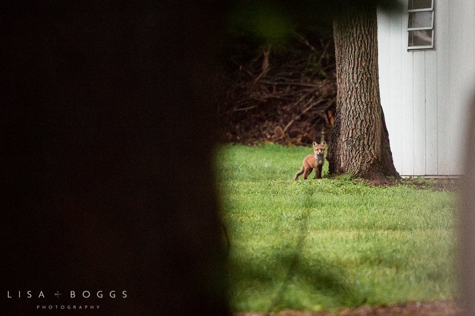 baby_foxes_fox_kits_lisa_boggs_photography_12.jpg