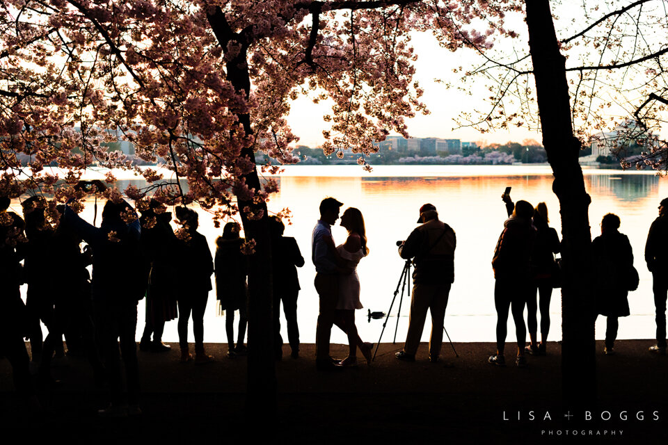 Jessica & Andrew’s DC Cherry Blossom Engagement Photos - Washi