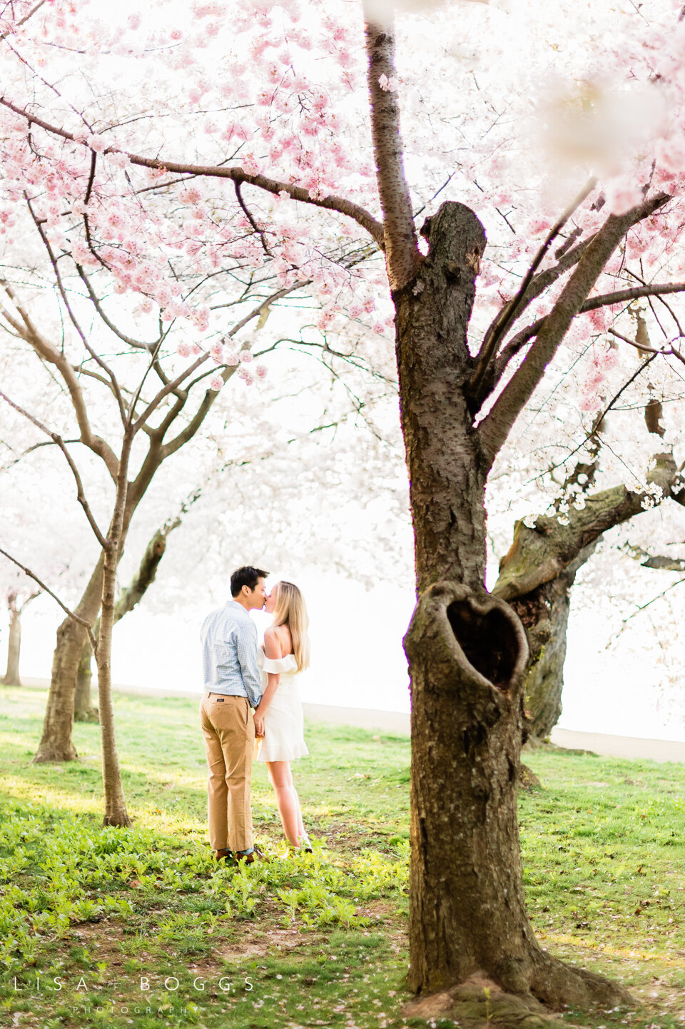 Jessica & Andrew’s DC Cherry Blossom Engagement Photos - Washi