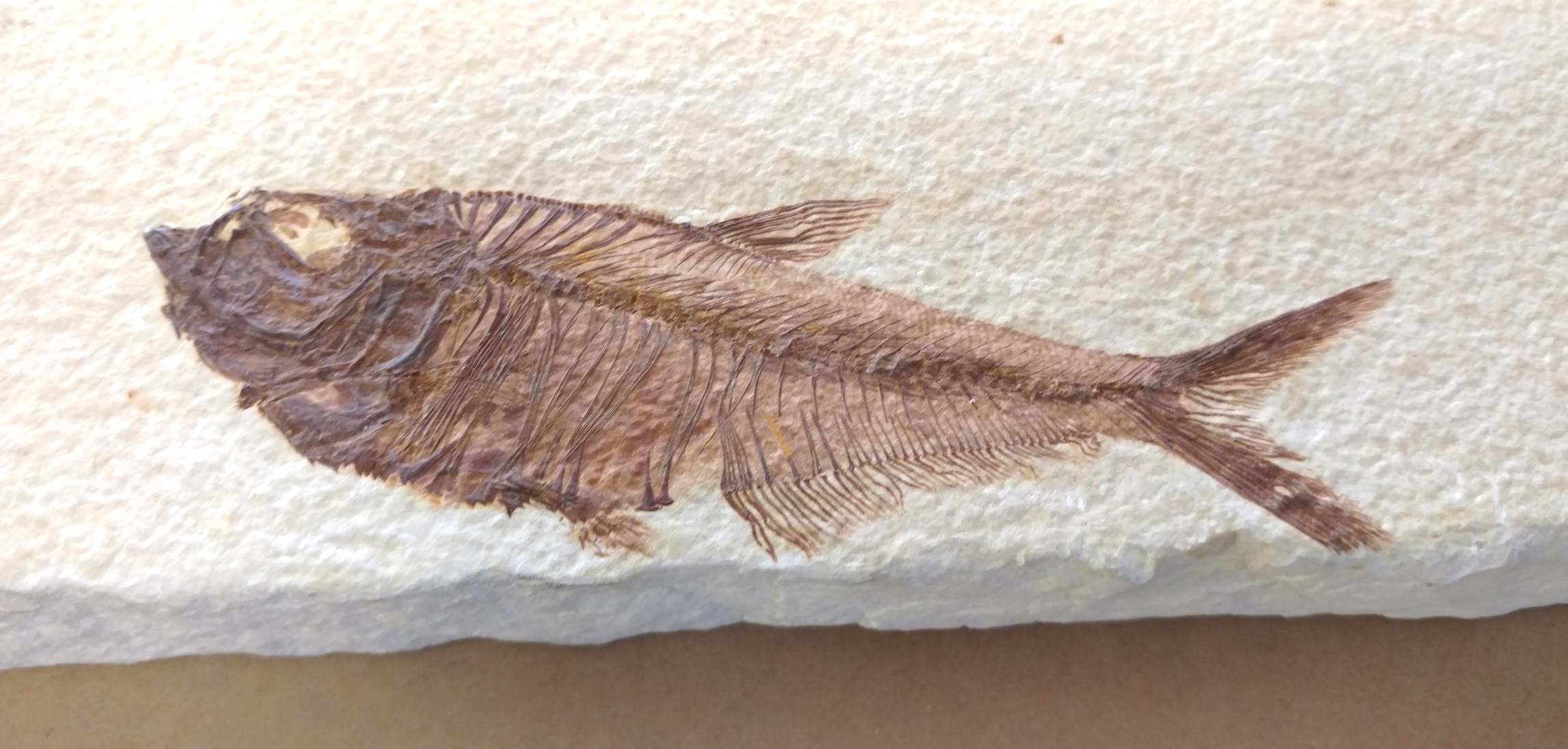 Green River Fish Fossil — The Jewel