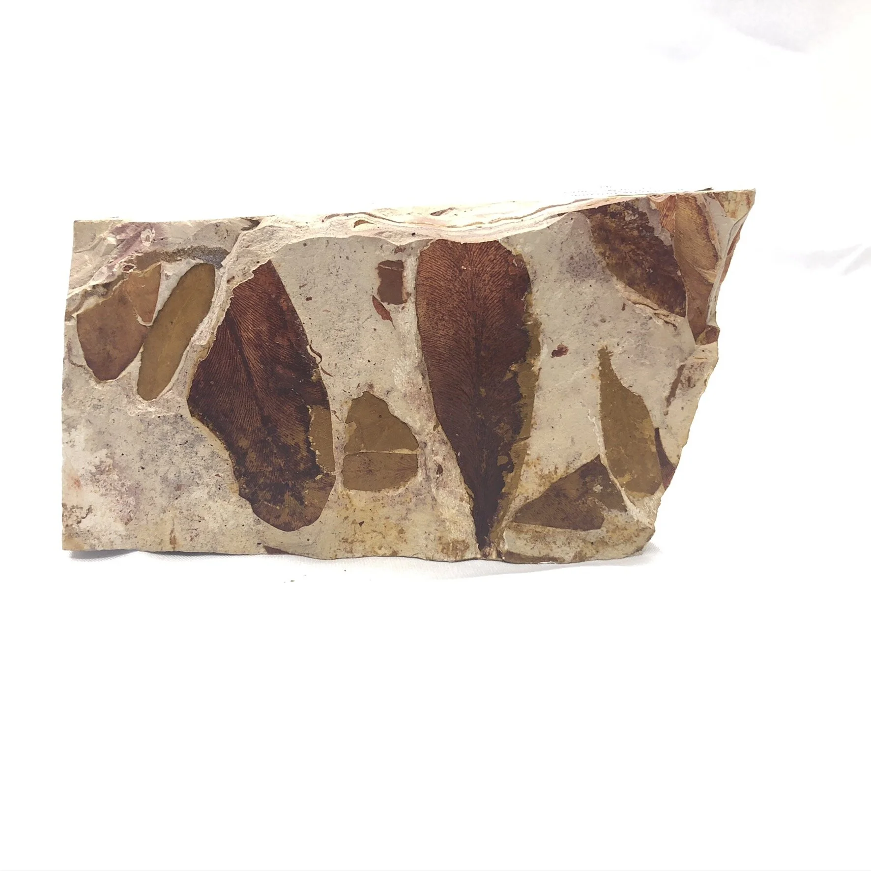 Glossopteris Fossil