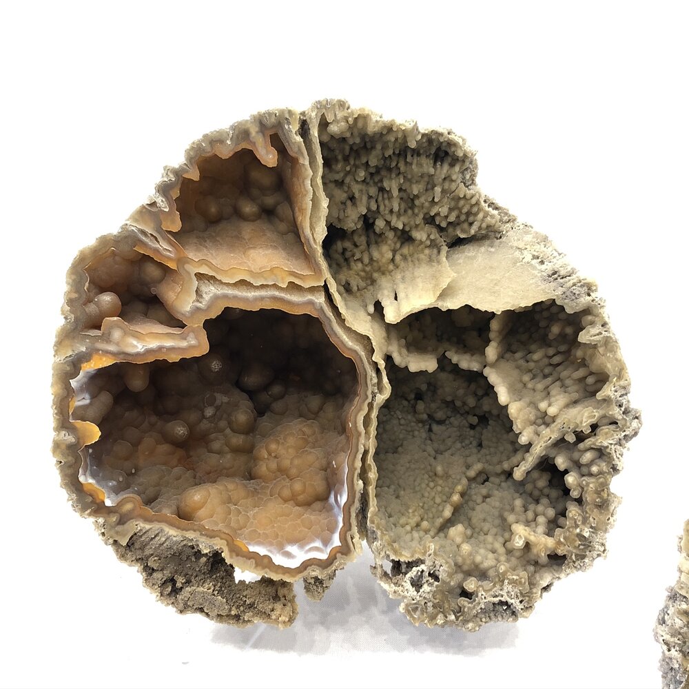 Agatized Fossil Coral — The Jewel