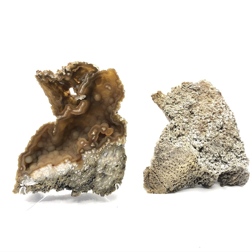 Agatized Fossil Coral — The Jewel