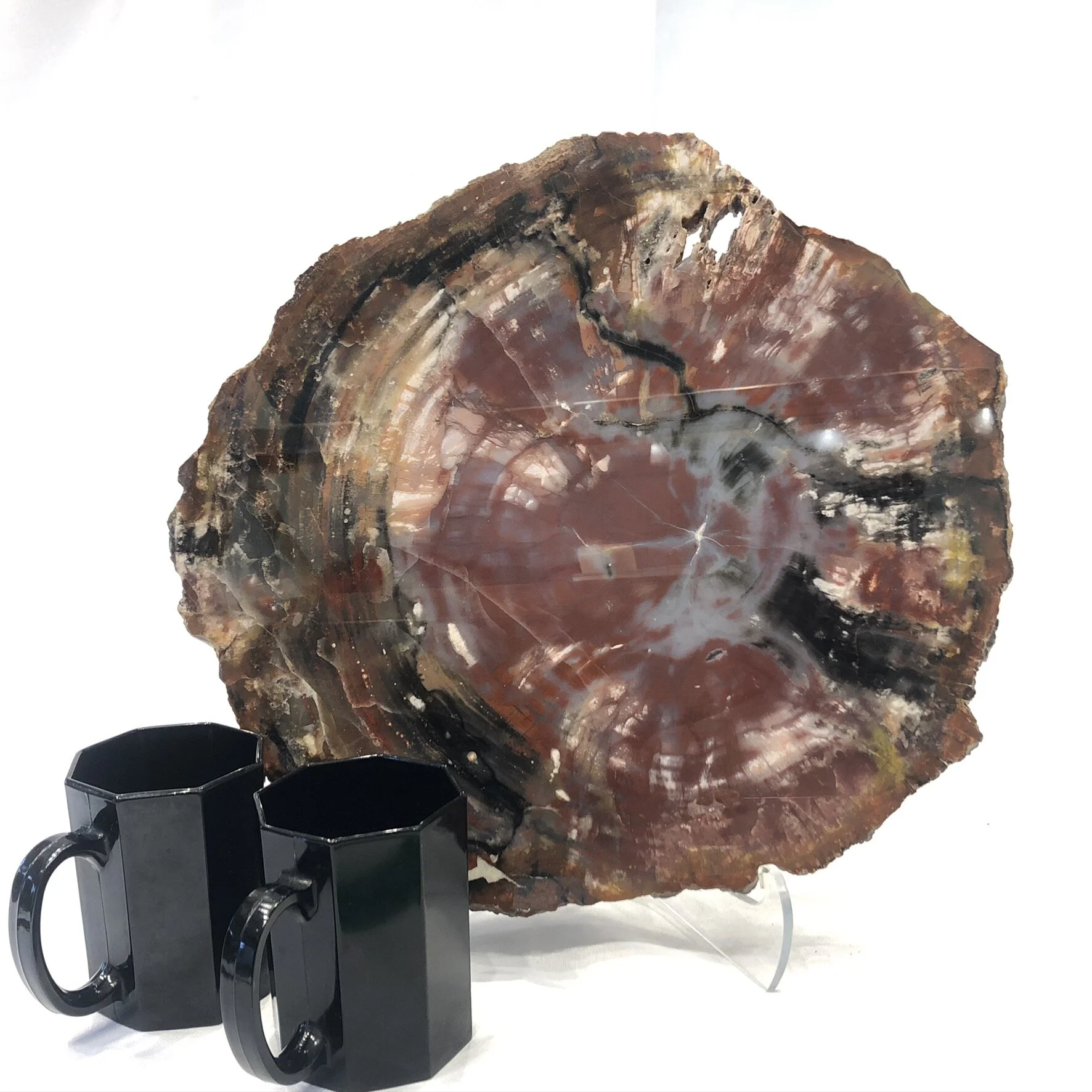 Petrified Wood (Arizona)