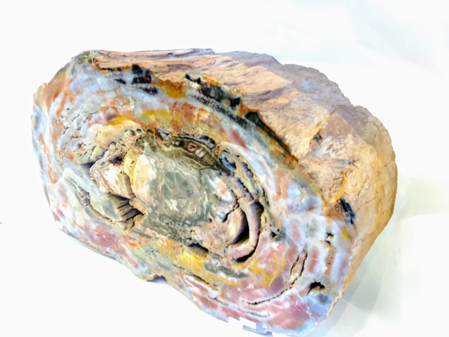 Petrified Wood (Arizona) Very Large — The Jewel