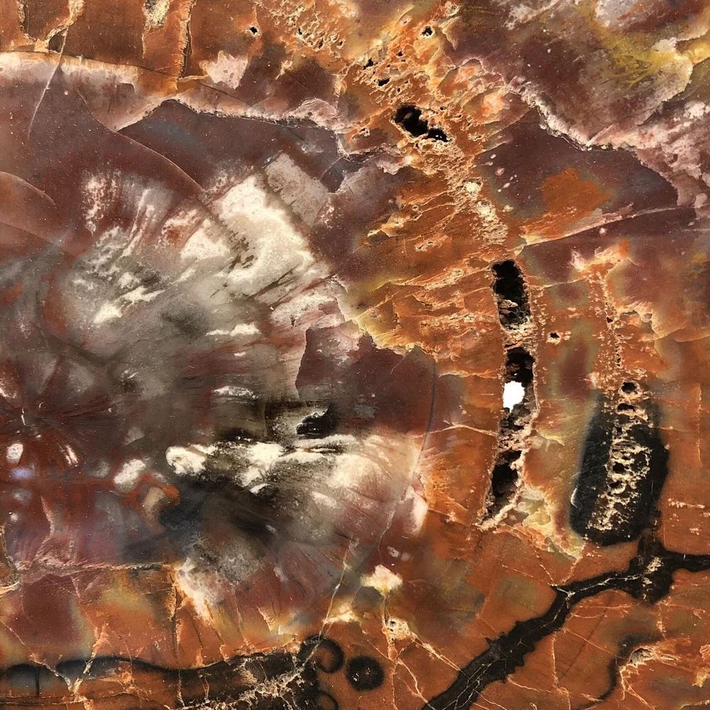 Petrified Wood (Arizona) — The Jewel