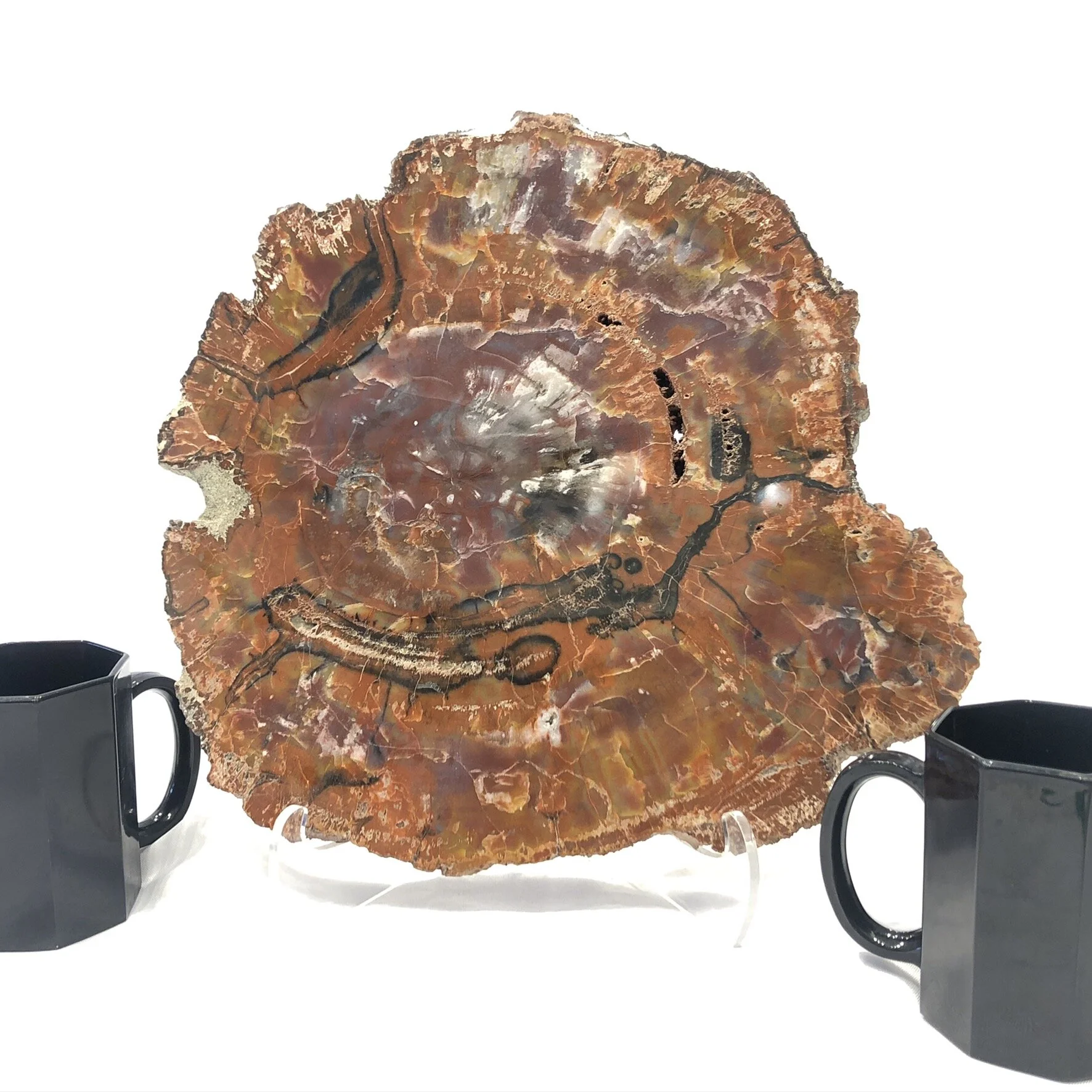 Petrified Wood (Arizona)