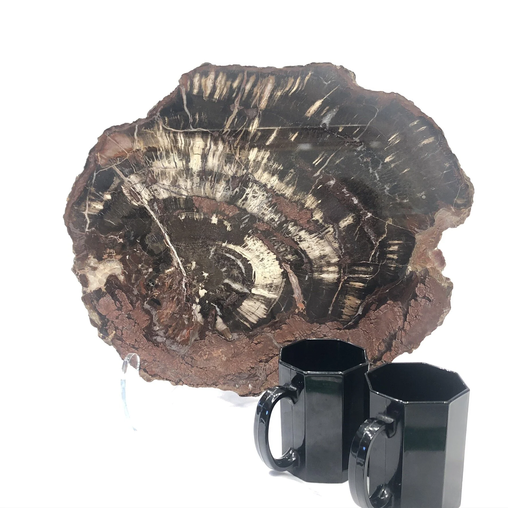 Petrified Wood (Utah)
