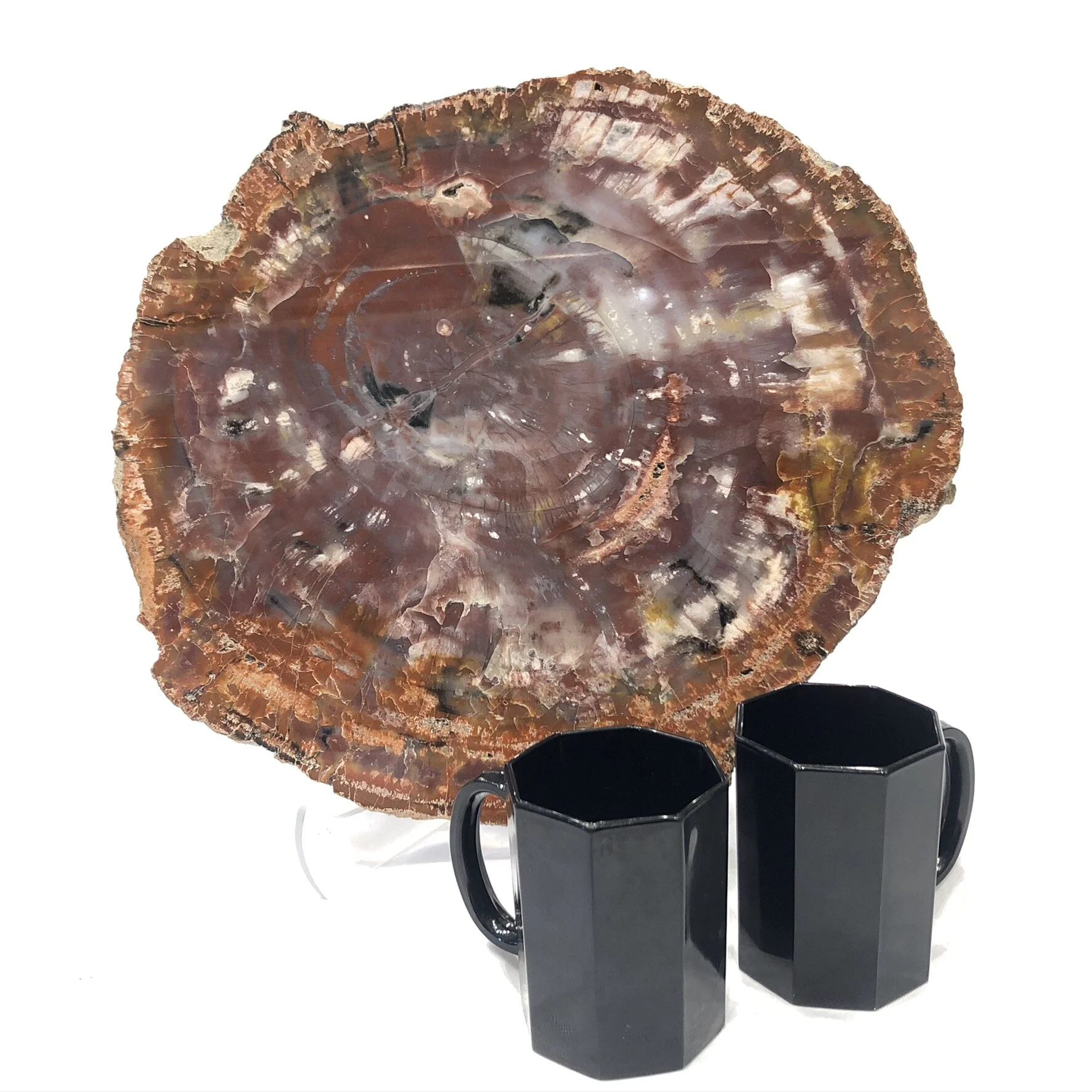 Petrified Wood (Arizona)