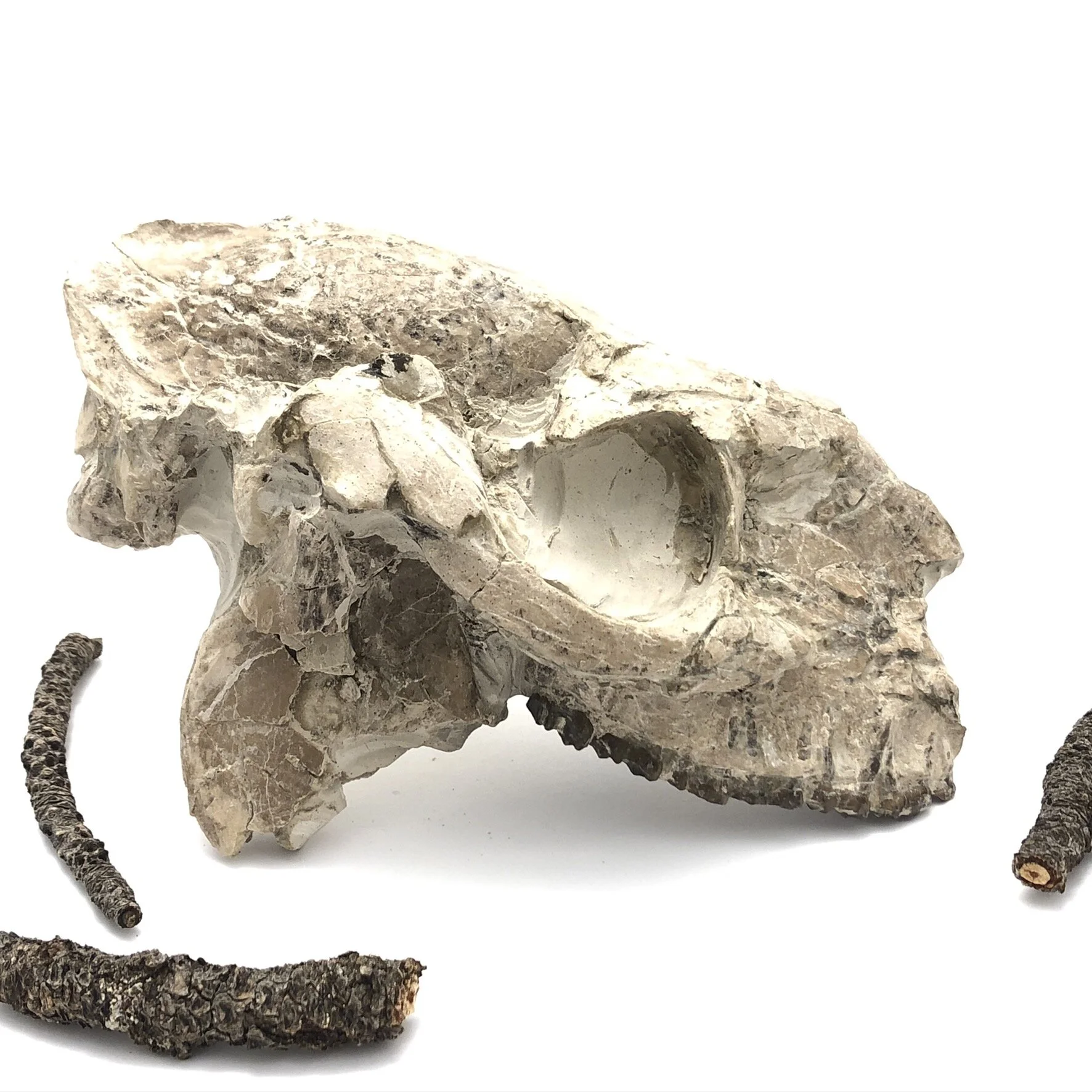 Oreodont Skull Fossil