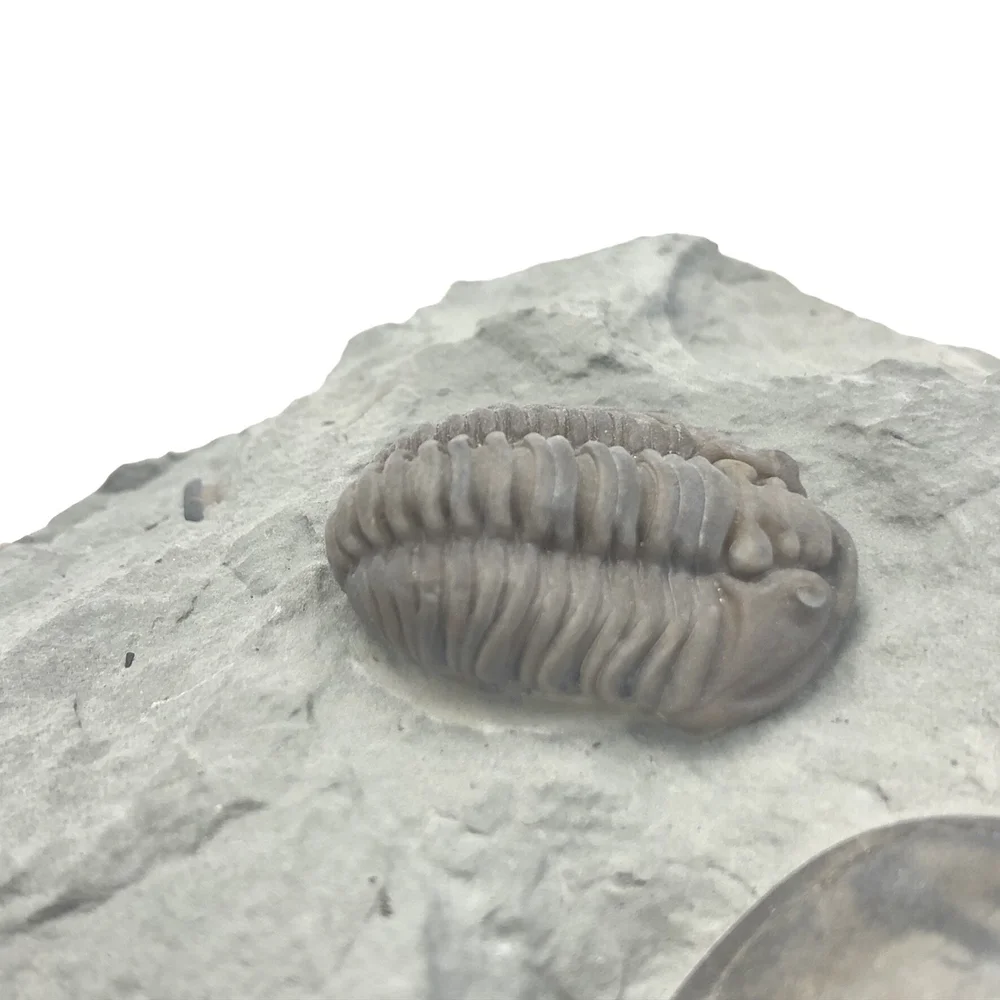 ILLBROS イルブロス グレー Trilobite Fossil — The Jewel