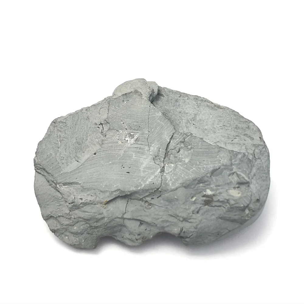 Trilobite Fossil — The Jewel