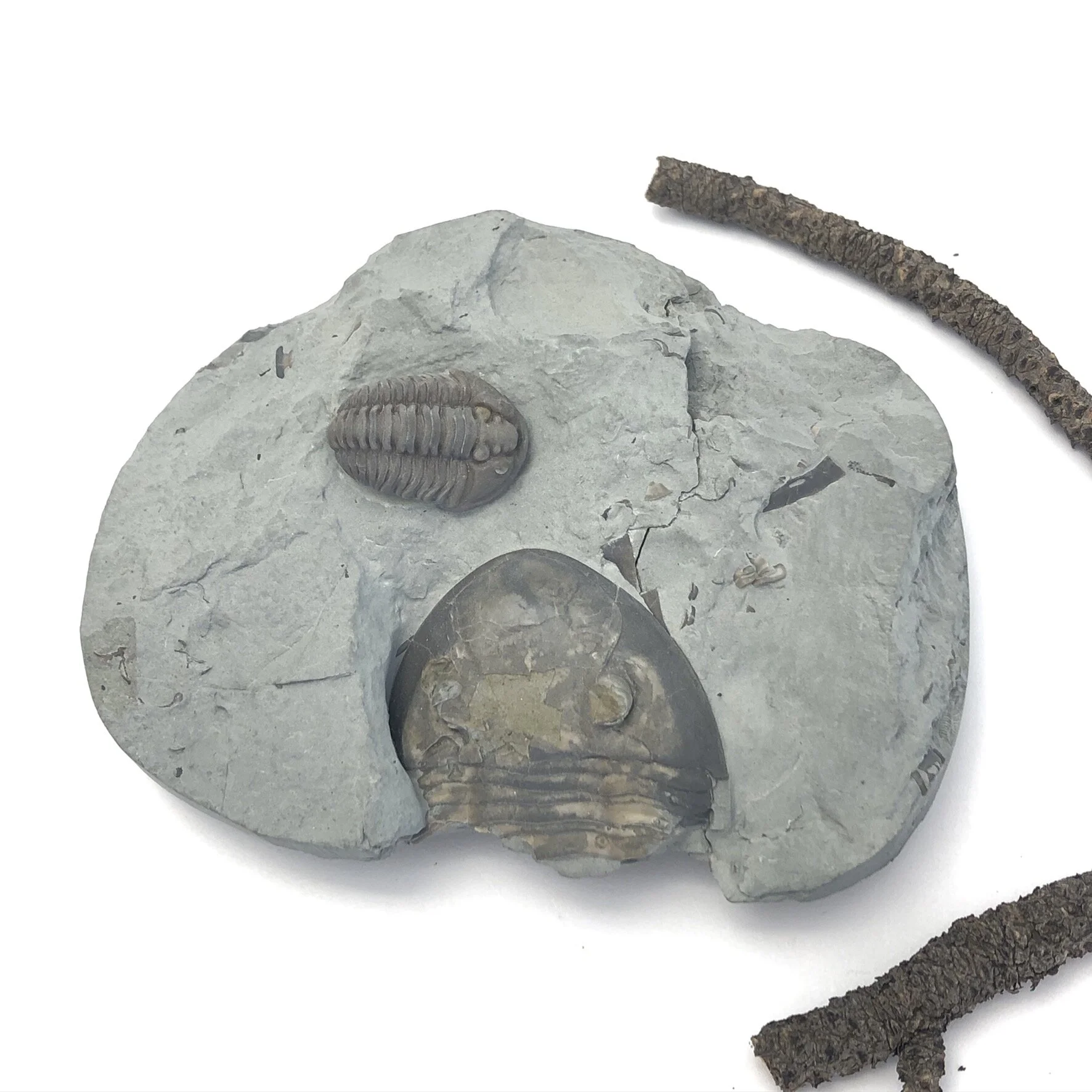 Trilobite Fossil