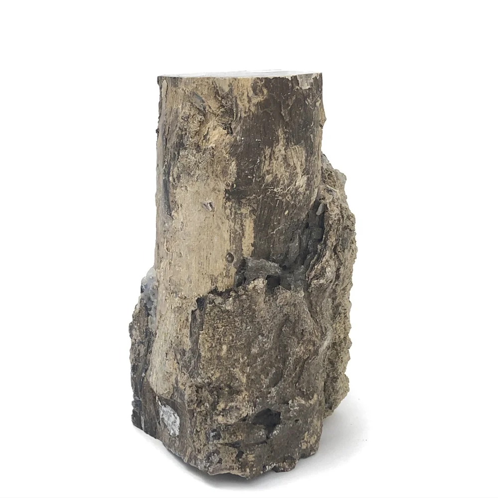 Blue Forest Petrified Wood — The Jewel