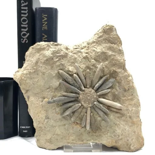 Spiny Echinoid Fossil; Morocco