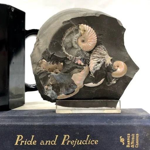 Opalized Ammonite; Russia